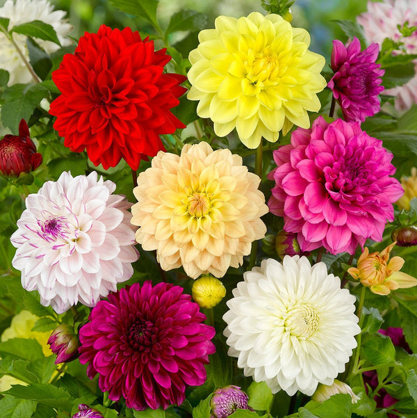 Dahlia Bulbs For Sale Easy To Grow Bulbs
