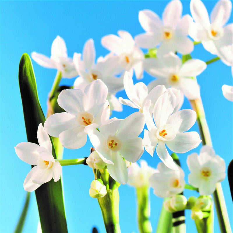 Narcissus - Paperwhite Nir (17+ cm)
