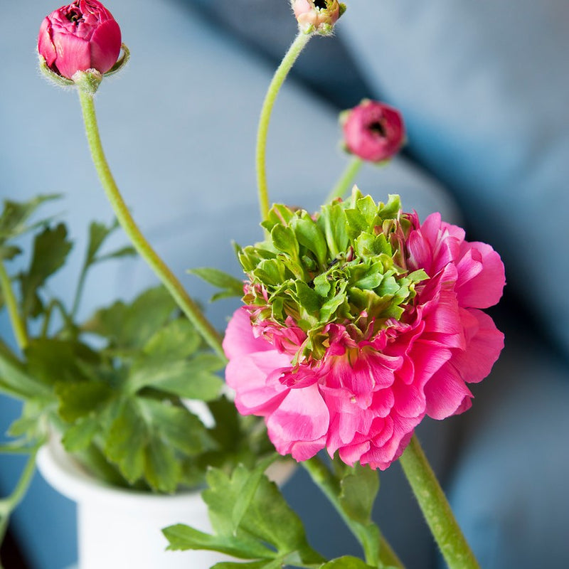 Green Center Corollas, Dramatically Unfold in the Center of this Rich Pink Italian Ranunculus