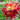 Cinnabar Dahlia large bloom