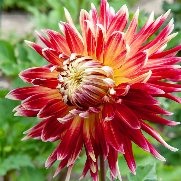 Dahlia Bulbs For Sale Easy To Grow Bulbs