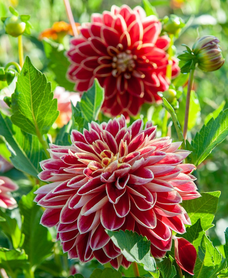 Red and yellow dahlia flowers | Dutch Carnival
