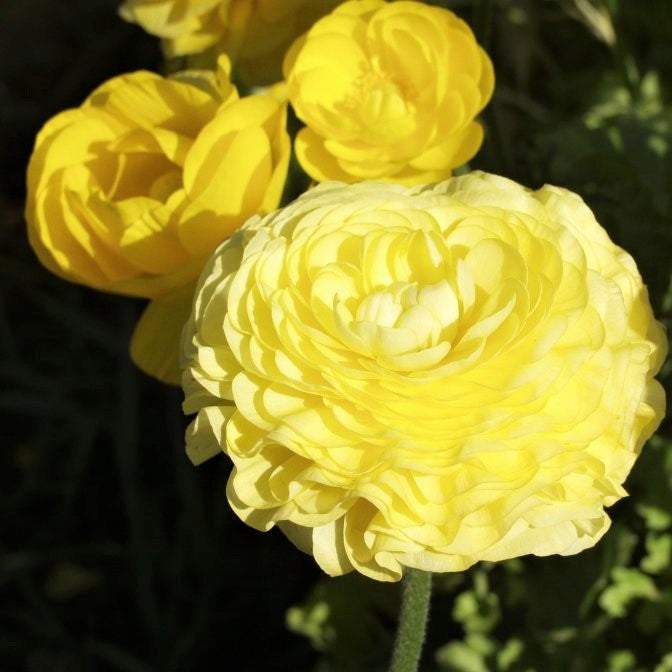 Easy to Grow Bulbs Ranunculus Tecolote - Thumbnail 4