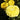 Yellow Ranunculus Flowers