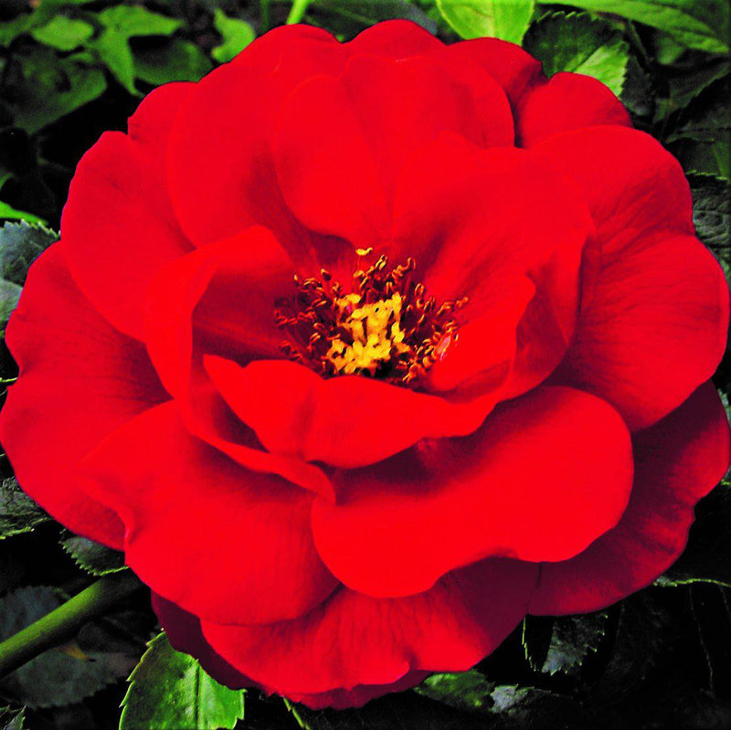 Flower Carpet Rose Scarlet