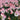Amaryllis - Apple Blossom 5 Pack