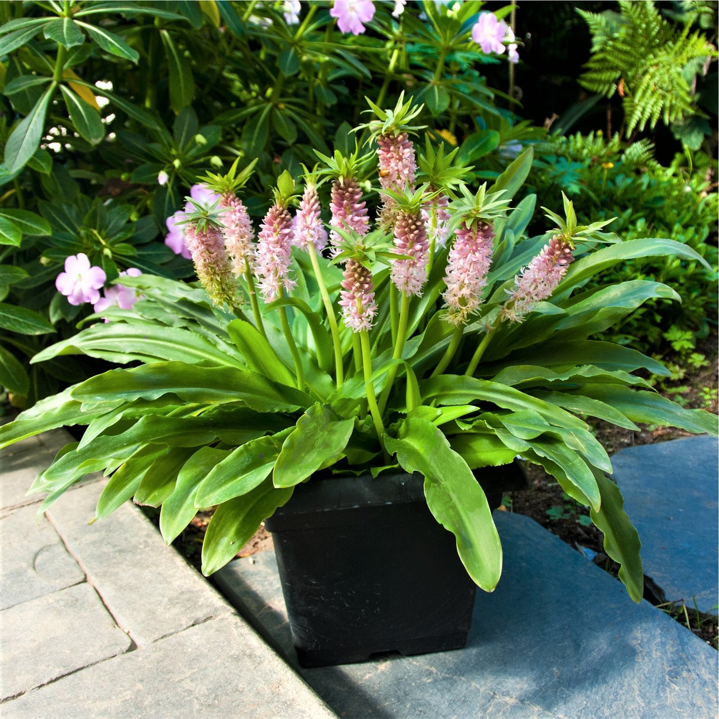 A Flourishing Potted "Nani" Pineapple Lily