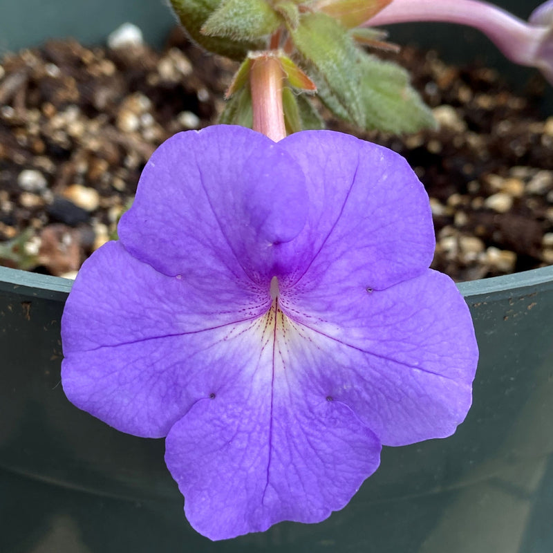 Cattleya Achimenes sports blue-violet flowers with lighter throats