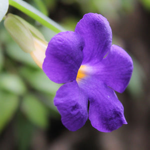 purple-blue Achimenes mexicana bloom