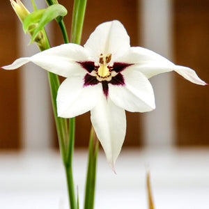 purple and white Acidanthera peacock orchid bloom