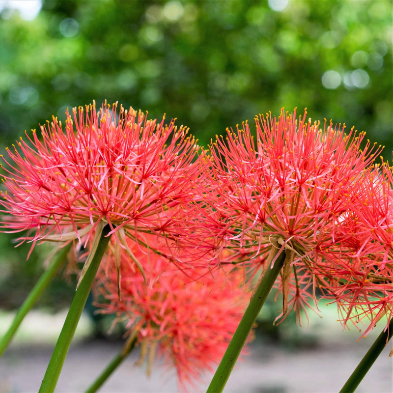 deep pink globes of blooming African Blood Lily
