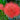 scarlet globe of flowering African Blood Lily