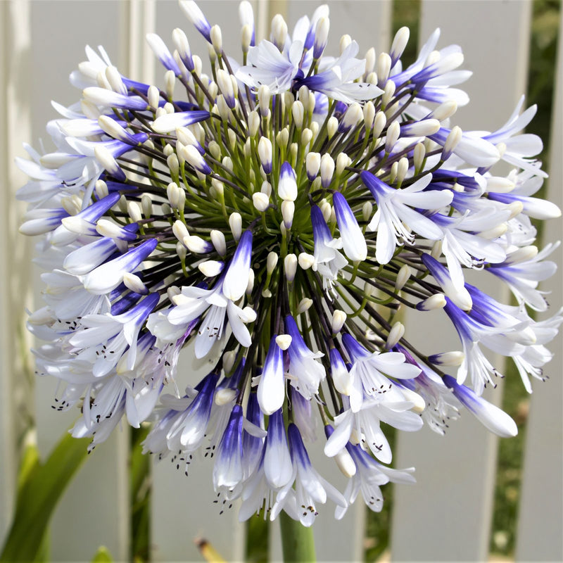 Agapanthus African Twister bicolor purple and white blooms