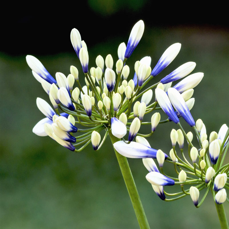 Agapanthus African Twister bicolor purple and white flower buds