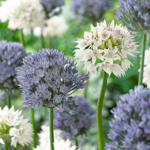 blue and white mixed Allium