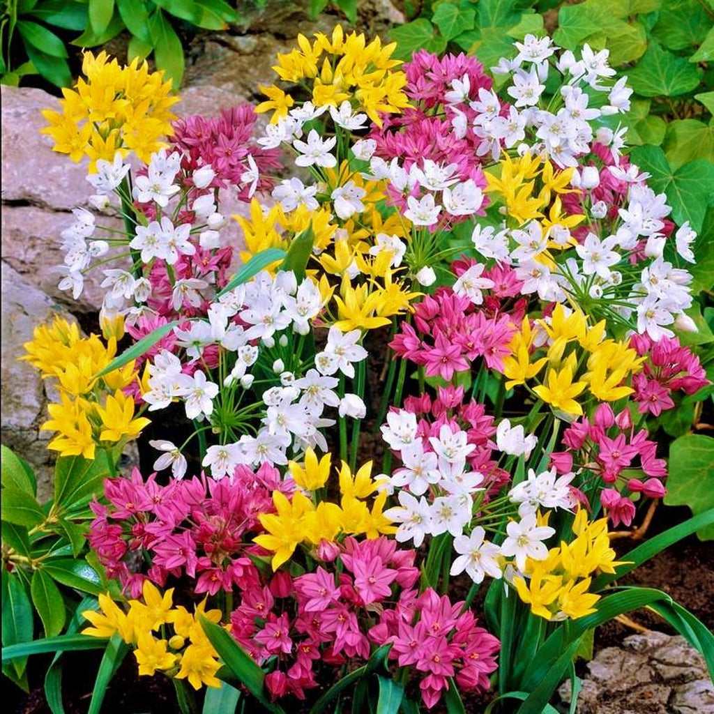 Allium Planting Guide – Easy To Grow Bulbs