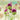 Allium - Sphaerocephalon Drumstick