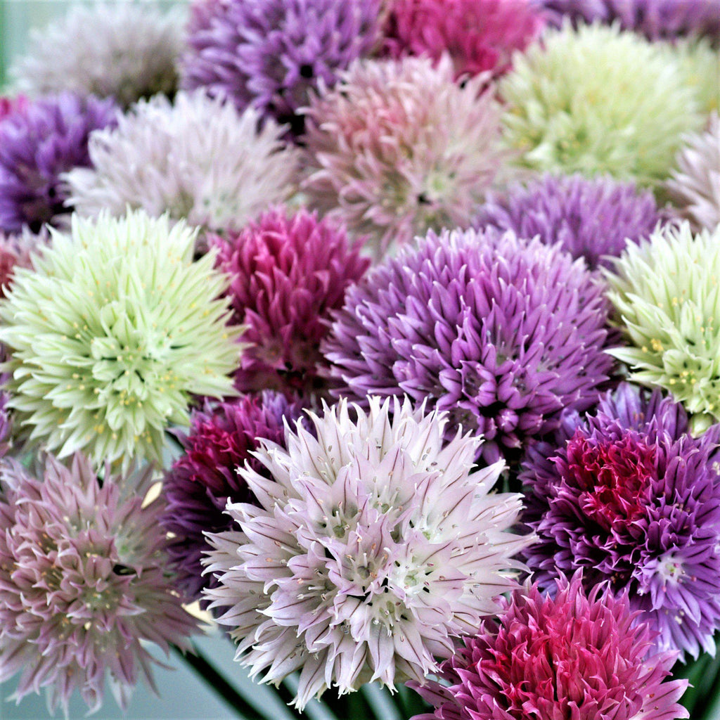 Allium Planting Guide – Easy To Grow Bulbs