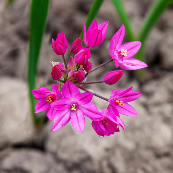 Allium Planting Guide – Easy To Grow Bulbs