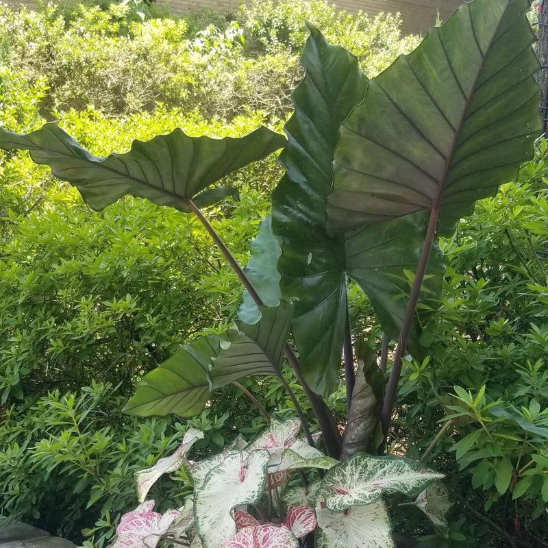Large Bold Green Alocasia Sumo Leaves