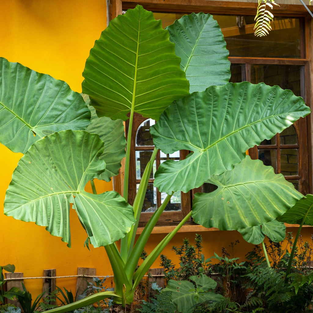 Alocasia Bulbs for Sale Online Giant Upright Elephant Ear Easy To