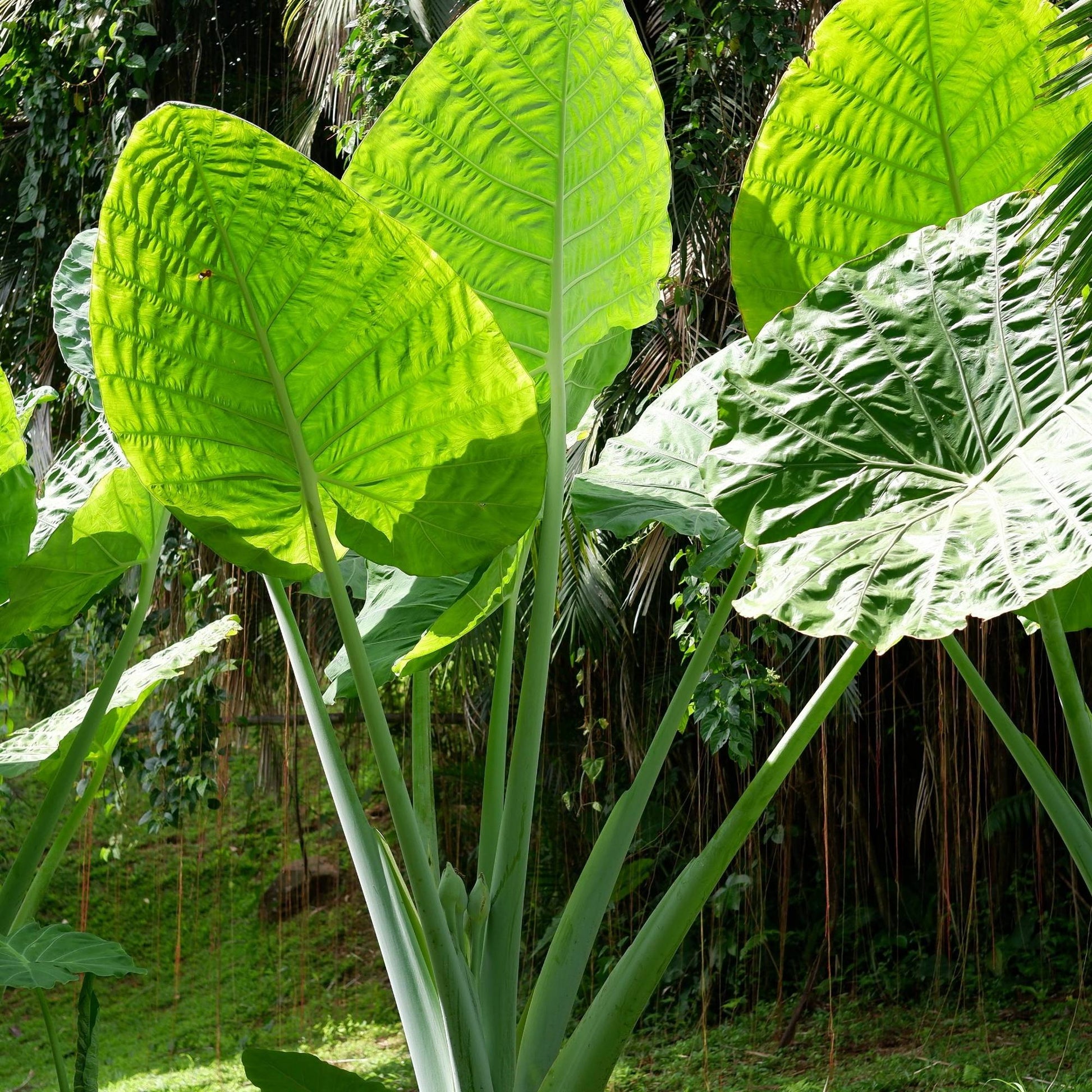 where can i buy elephant ear plants near me Alocasia