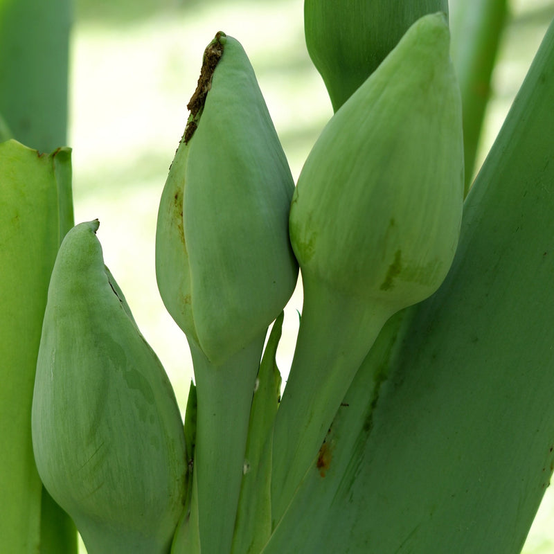 Alocasia odora flower or seed buds