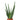 Potted Aloe Vera for Sale Online