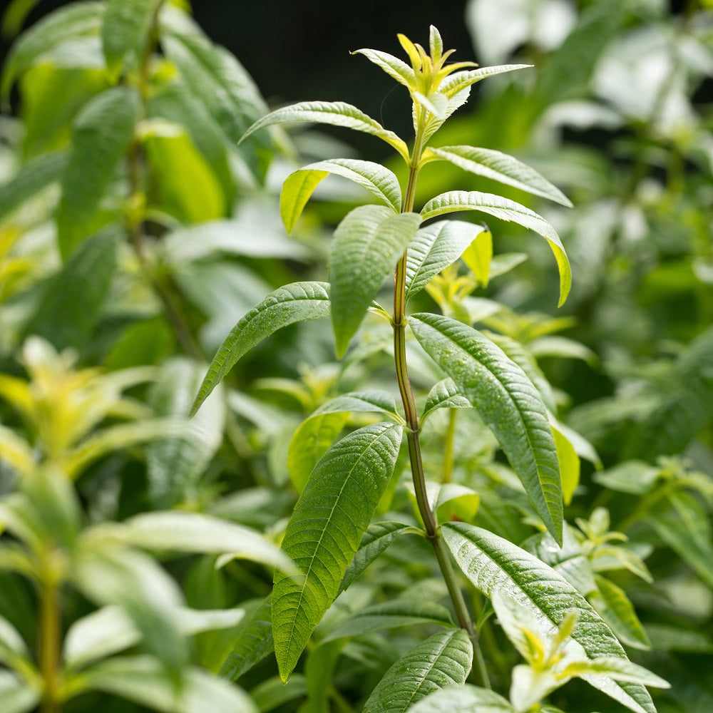 Aloysia - Lemon Verbena 2 Pack