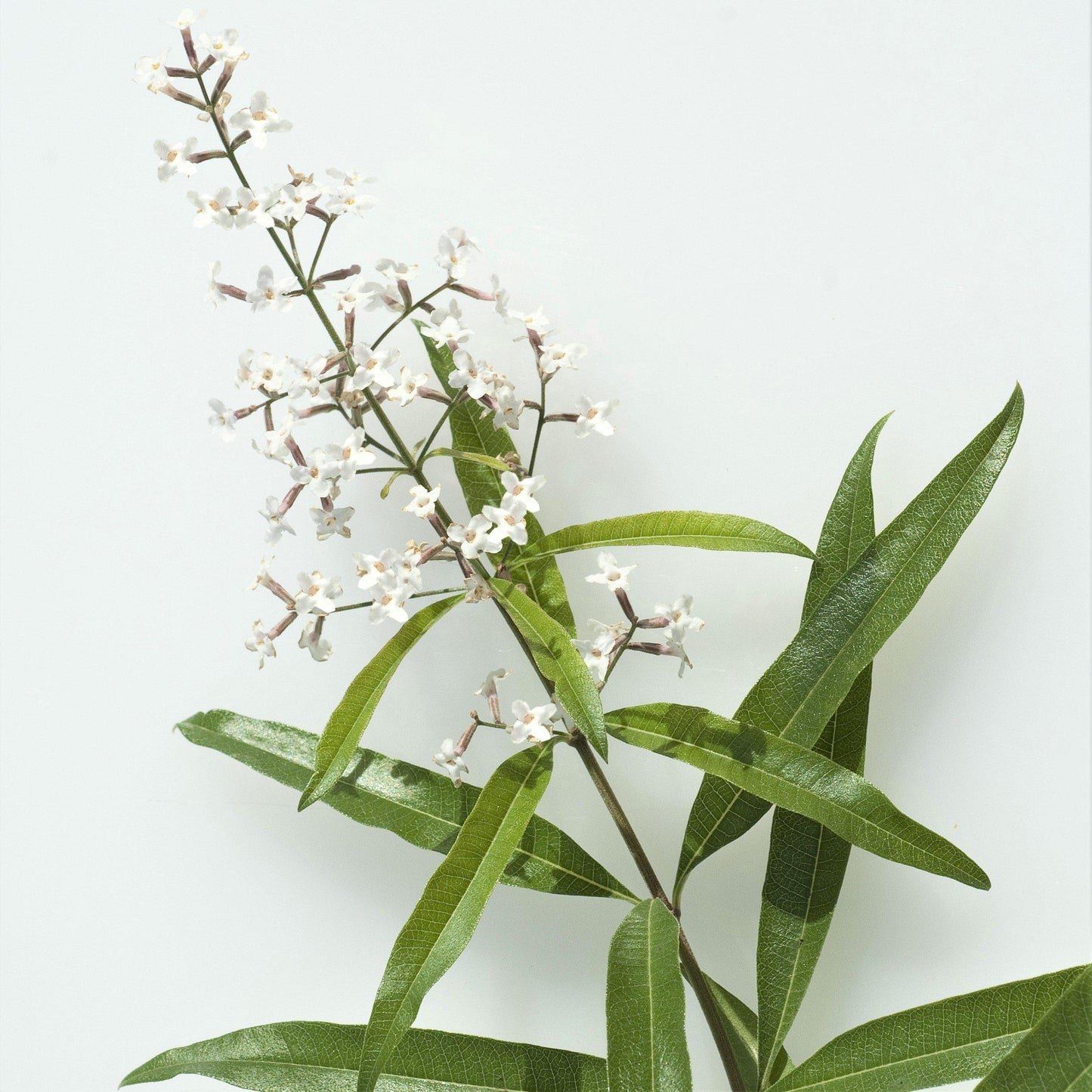 Aloysia - Lemon Verbena 2 Pack