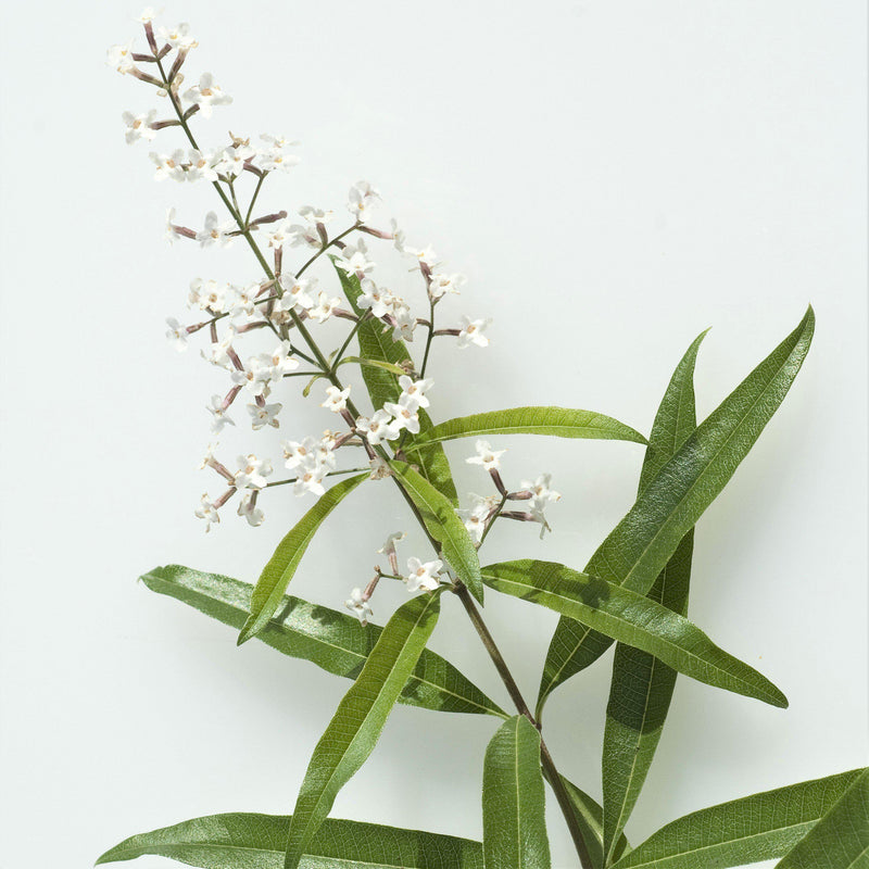 Flower of Aloysia Lemon Verbena