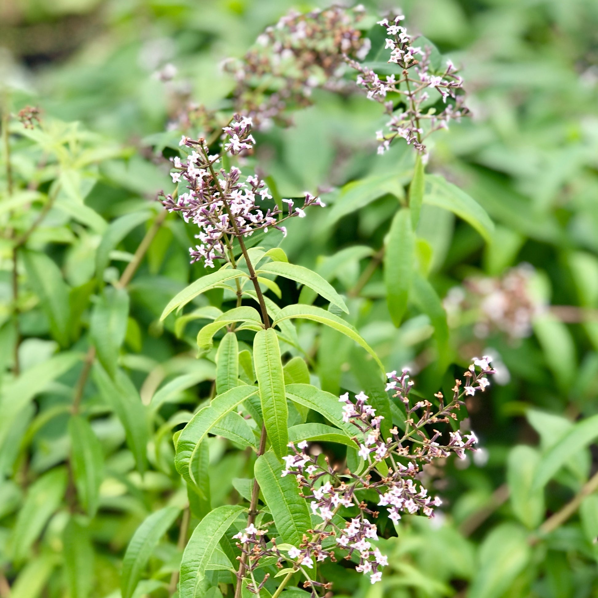 Aloysia Lemon Verbena