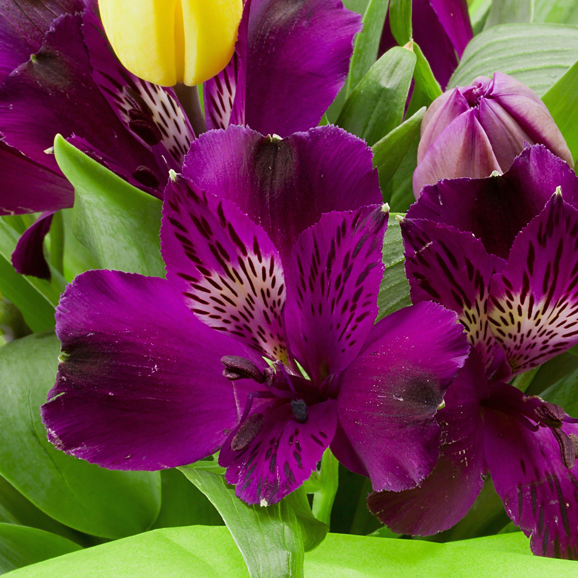 Deep Purple Potted Princess Lily Plants For Sale