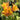 Alstroemeria - Colorita Diana 3 Pack