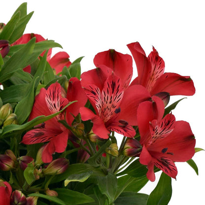 Alstroemeria - Inca Lolly 2 Pack