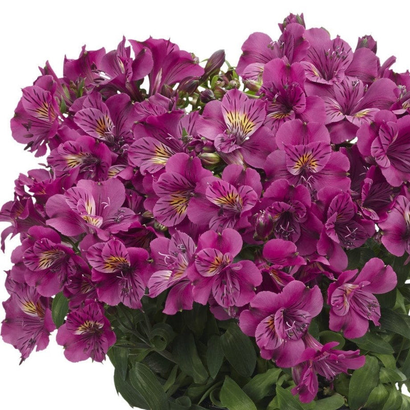 purple alstroemeria flowers