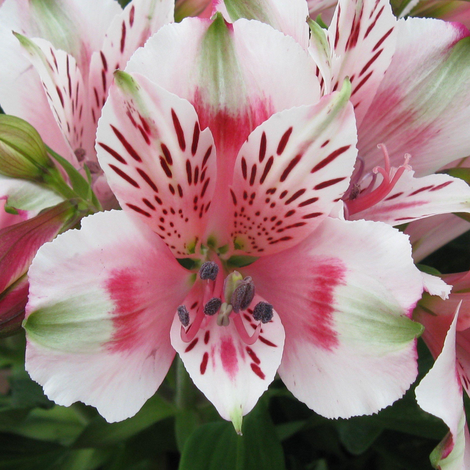white alstroemeria lily Alstroemeria