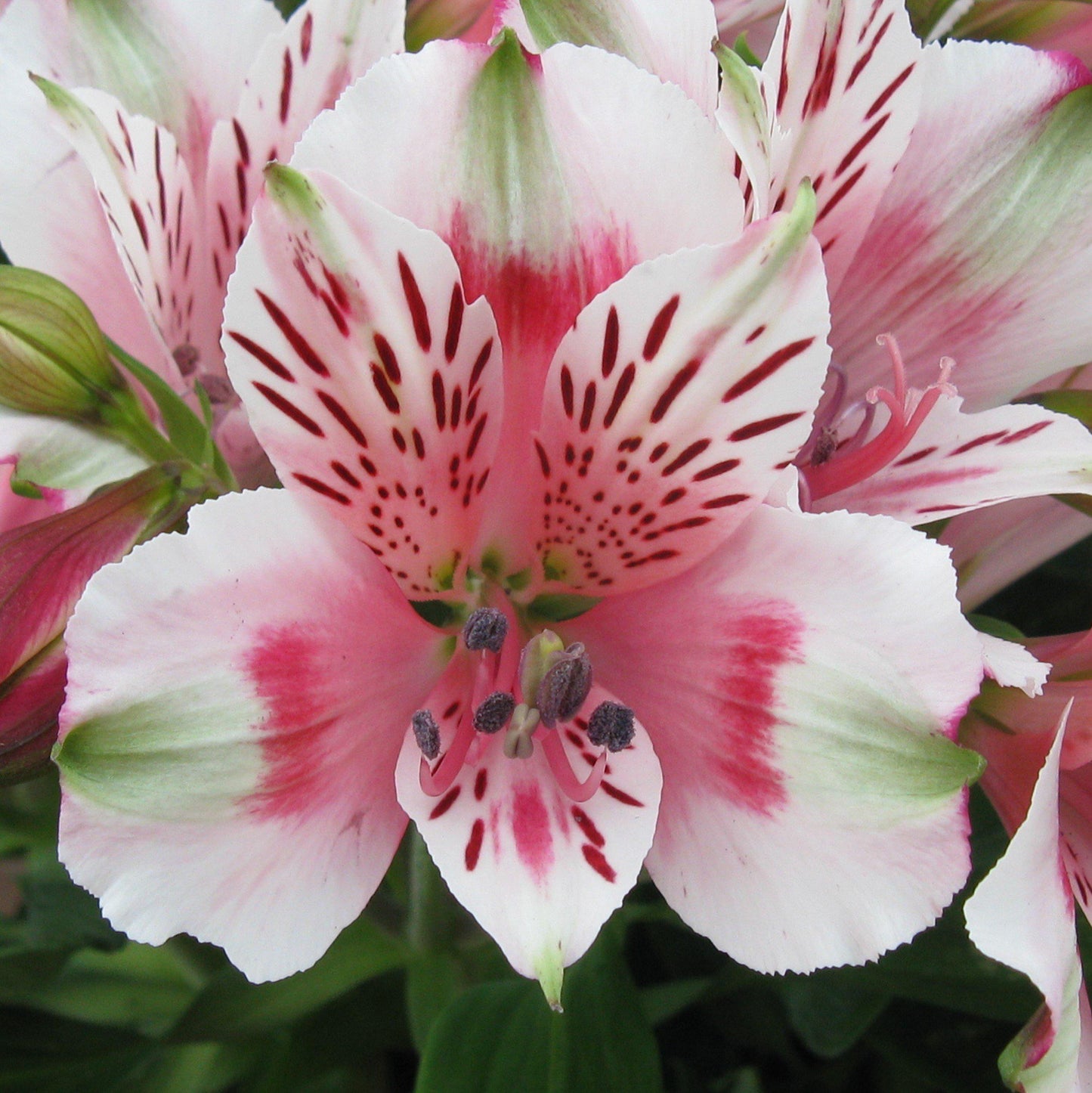 pink and white bloom of Alstroemeria Toto