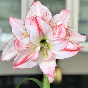 Red and White Double-Flower of Amaryllis Aphrodite