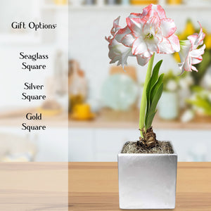 blooming pink and white amaryllis aphrodite in a square ceramic pot