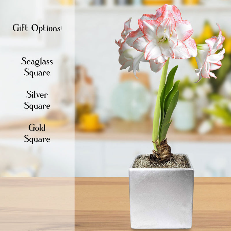 blooming pink and white amaryllis aphrodite in a square ceramic pot