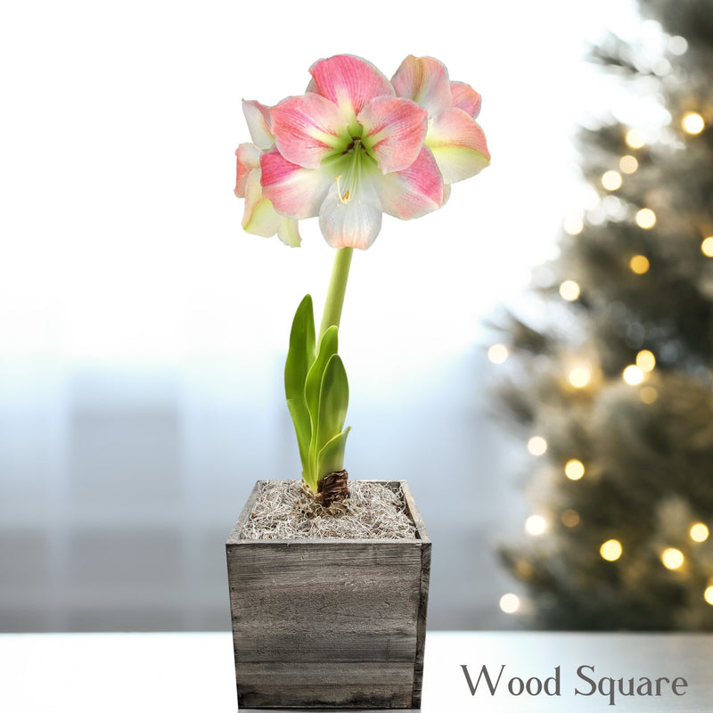 amaryllis apple blossom in a wood square planter