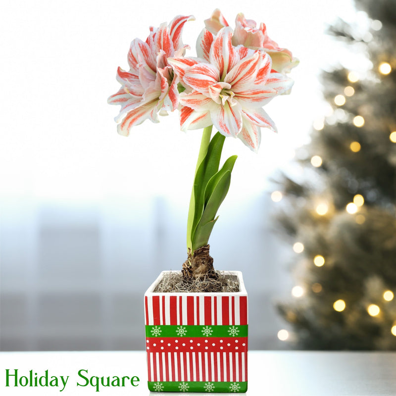 Salmon & White Amaryllis Dancing Queen in a holiday square