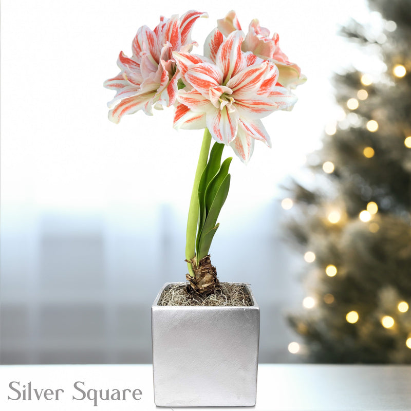 Salmon & White Amaryllis Dancing Queen in a silver square