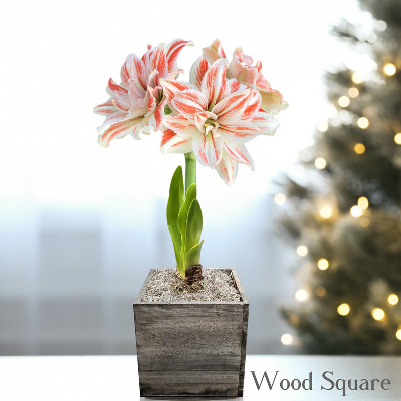 Amaryllis Dancing Queen blooming in a wood square planter