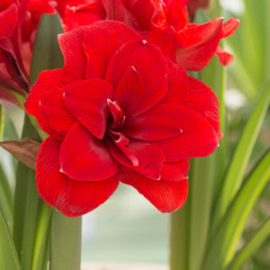 Red double blooms of Amaryllis Double Dragon