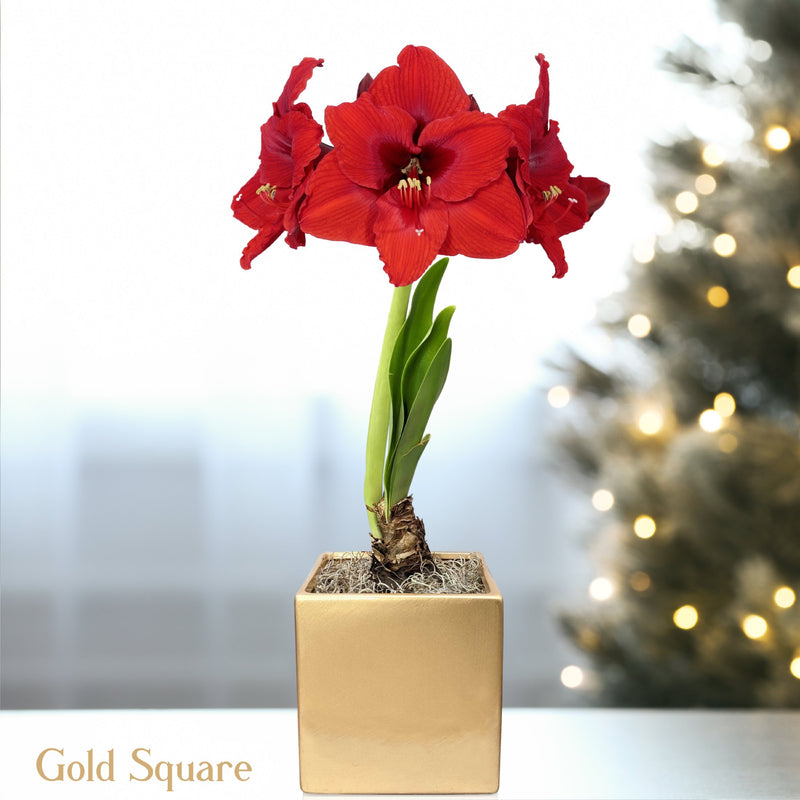 red amaryllis blooming in gold square