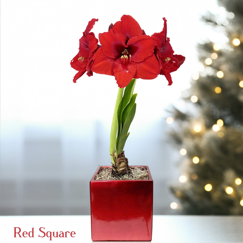 Amaryllis Ferrari Red blooming in a red square