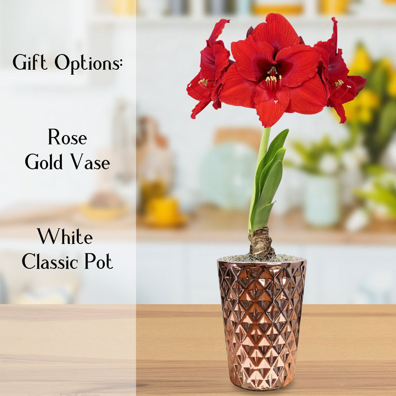 red amaryllis in a rose gold vase gift