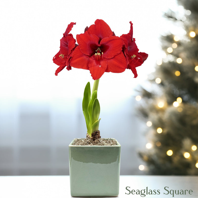 Amaryllis Ferrari Red blooming in a seaglass square